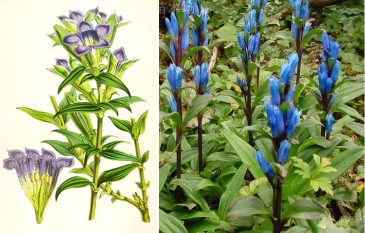 Long Đởm Thảo (Gentiana scabra Bunge)